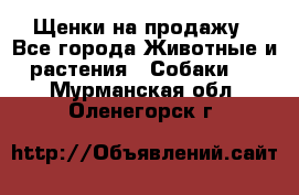 Щенки на продажу - Все города Животные и растения » Собаки   . Мурманская обл.,Оленегорск г.